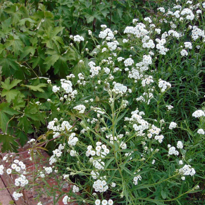 Achillea ptarmica The Pearl (Porto)