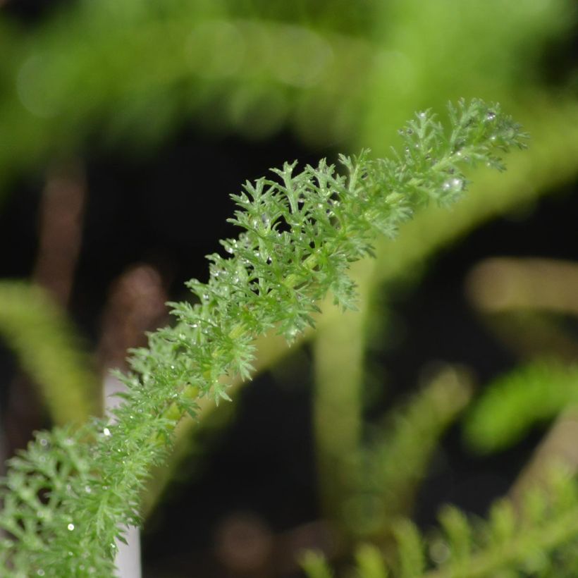 Achillea millefolium Apfelblute (Fogliame)