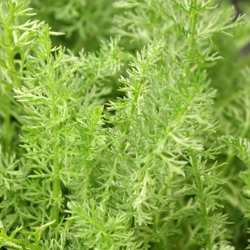 Achillea millefolium Desert Eve Terracotta (Fogliame)