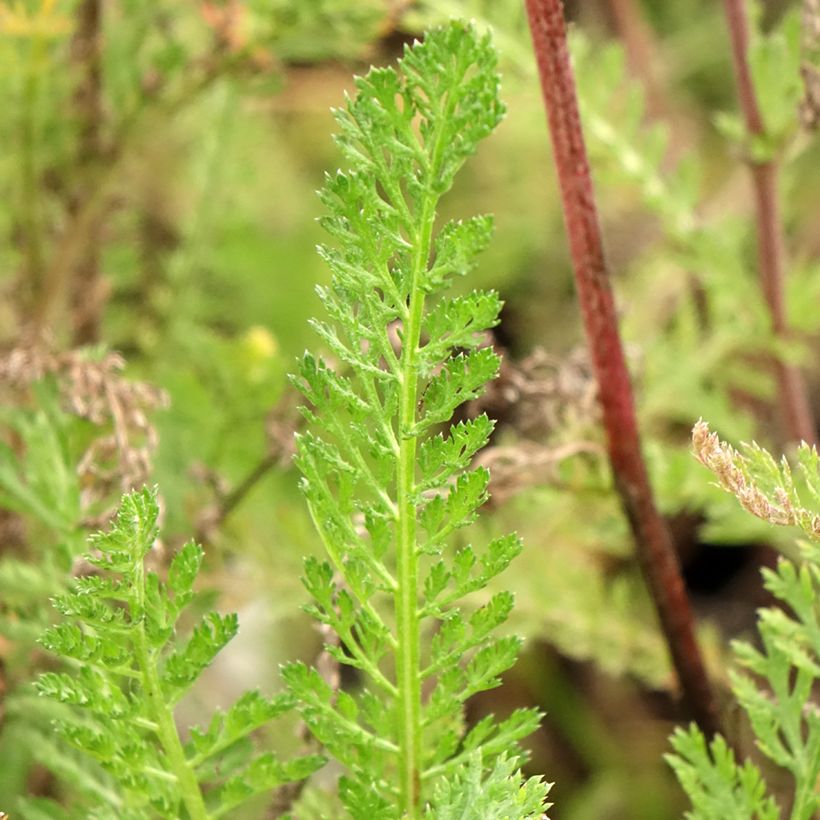 Achillea millefolium Cassis (Fogliame)