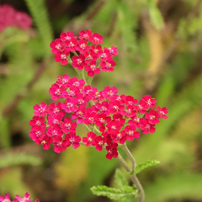 Achillea millefolium Cassis (Fioritura)