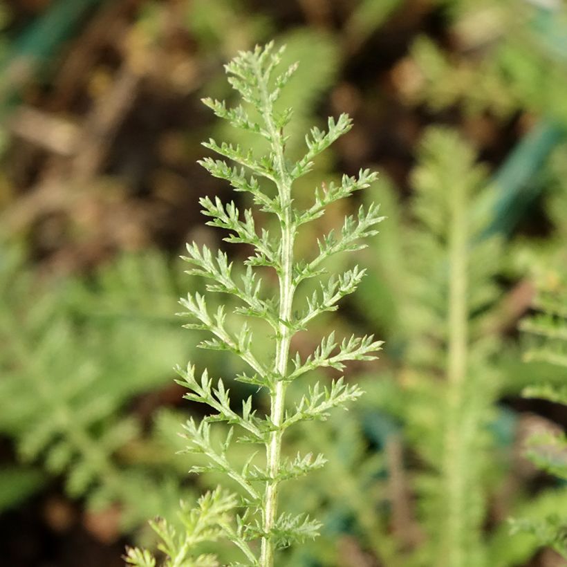 Achillea millefolium Peachy Seduction (Fogliame)