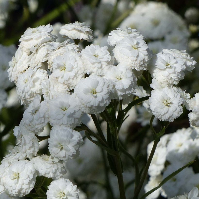 Achillea ptarmica Perry's White (Fioritura)