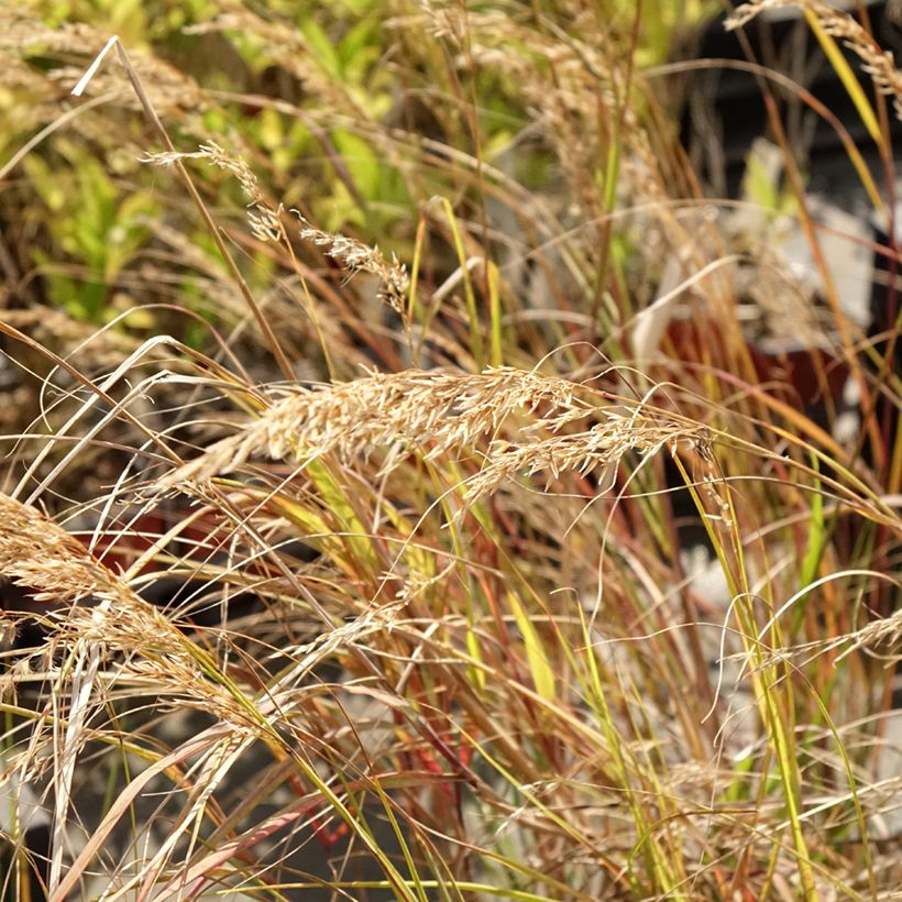 Stipa calamagrostis Allgäu (Fioritura)