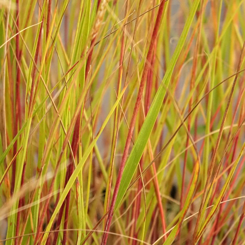 Stipa calamagrostis Allgäu (Fogliame)