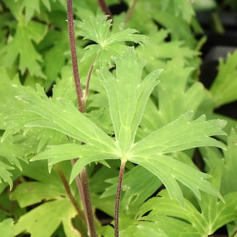 Aconitum Purple Sparrow (Fogliame)