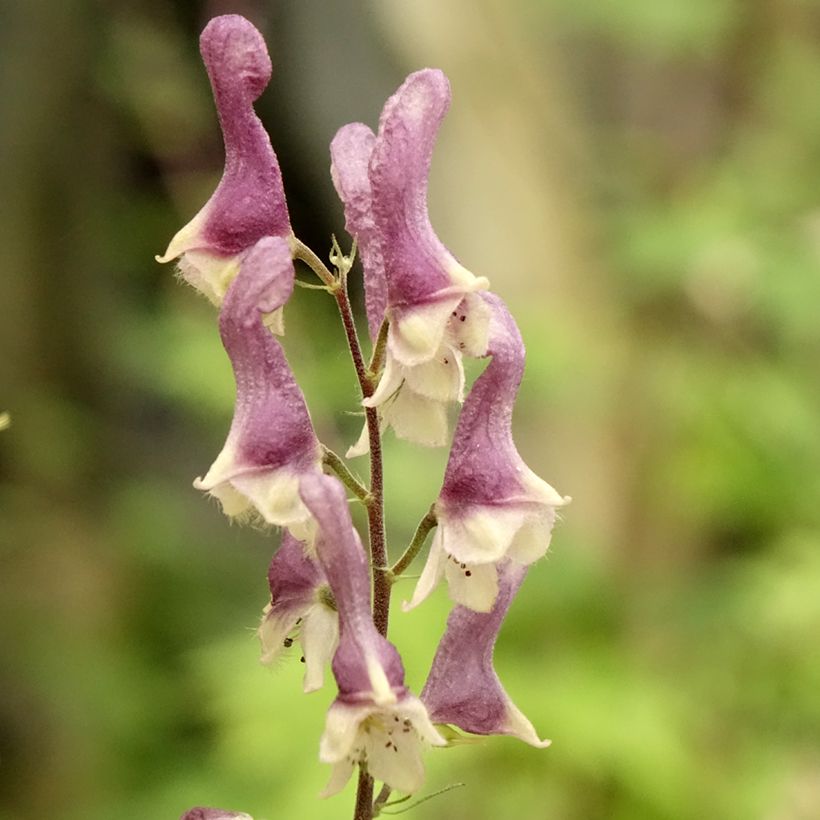 Aconitum Purple Sparrow (Fioritura)