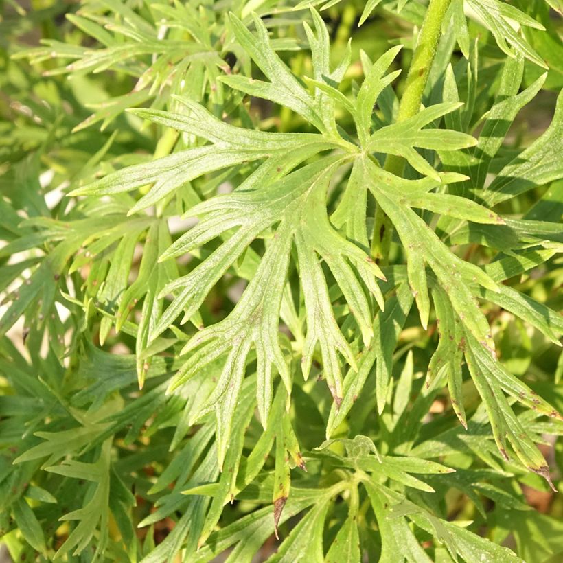 Aconitum napellus Album - Aconito napello (Fogliame)