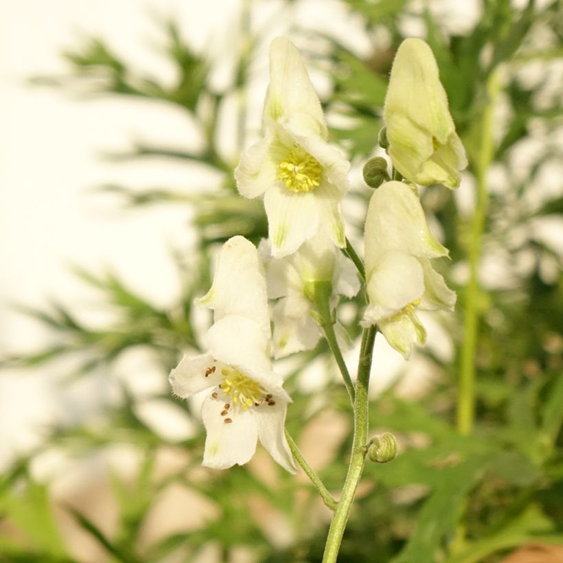 Aconitum napellus Album - Aconito napello (Fioritura)