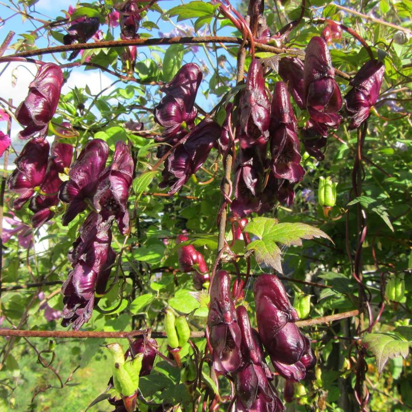 Aconitum hemsleyanum Red Wine (Fioritura)