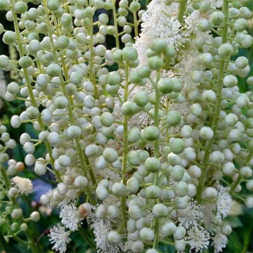 Actaea dahurica - Cimicifuga (Fioritura)