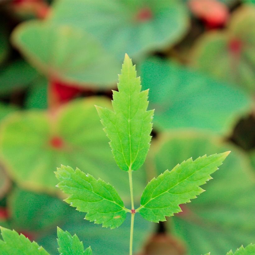 Actaea rubra (Fogliame)