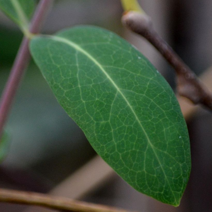 Actinidia kolomikta - Kiwi tricolore (Fogliame)