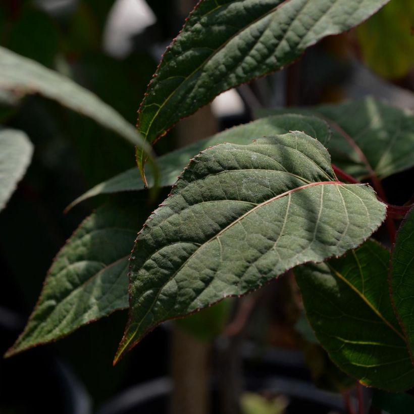 Actinidia pilosula - Kiwi ornamentale (Fogliame)