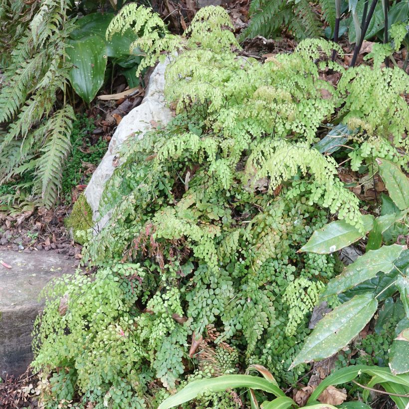 Adiantum venustum - Felce capelvenere (Porto)