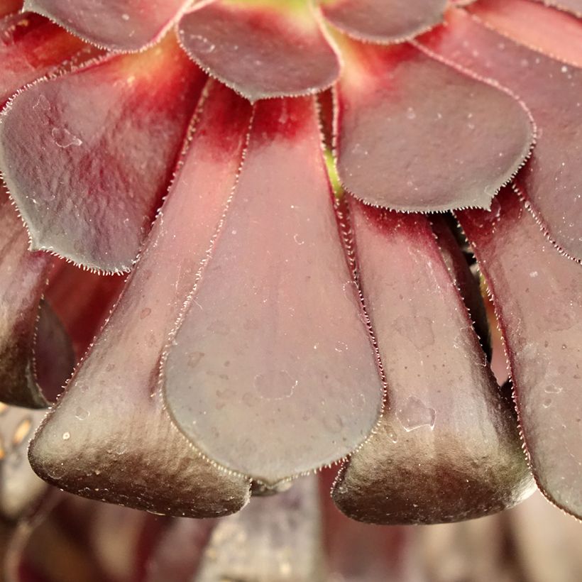 Aeonium arboreum var. atropurpureum Zwartkop (Fogliame)