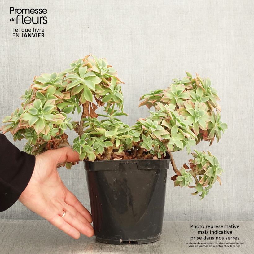 Aeonium leucoblepharum Pot de 3L/4L esemplare consegnato in inverno