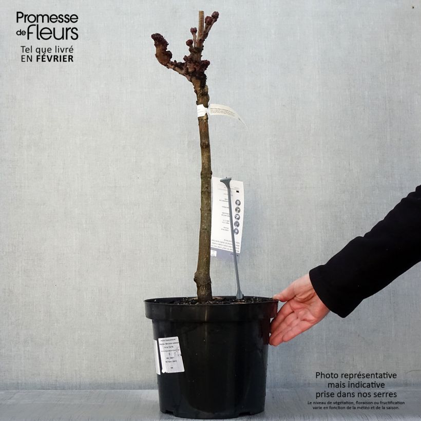 Aesculus hippocastanum Monstrosa - Marronnier commun - Pot de 7,5L/10L esemplare consegnato in inverno