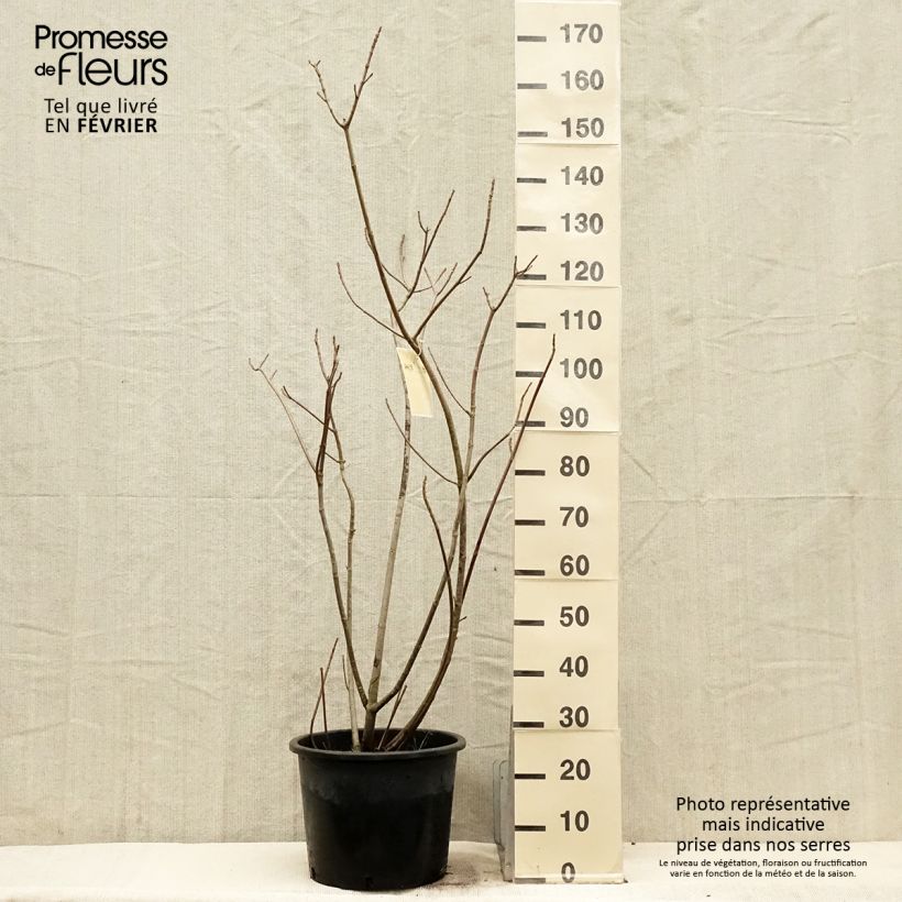 Aesculus parviflora - Pavier blanc en pot de 20L/25L esemplare consegnato in inverno