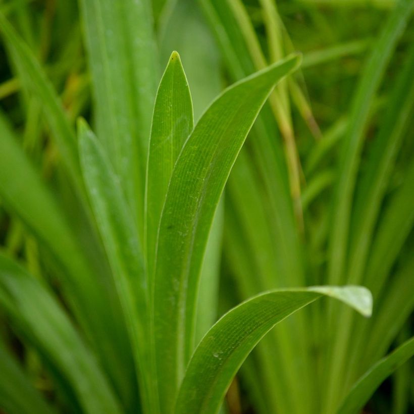 Agapanthus inapertus Nigrescens (Fogliame)