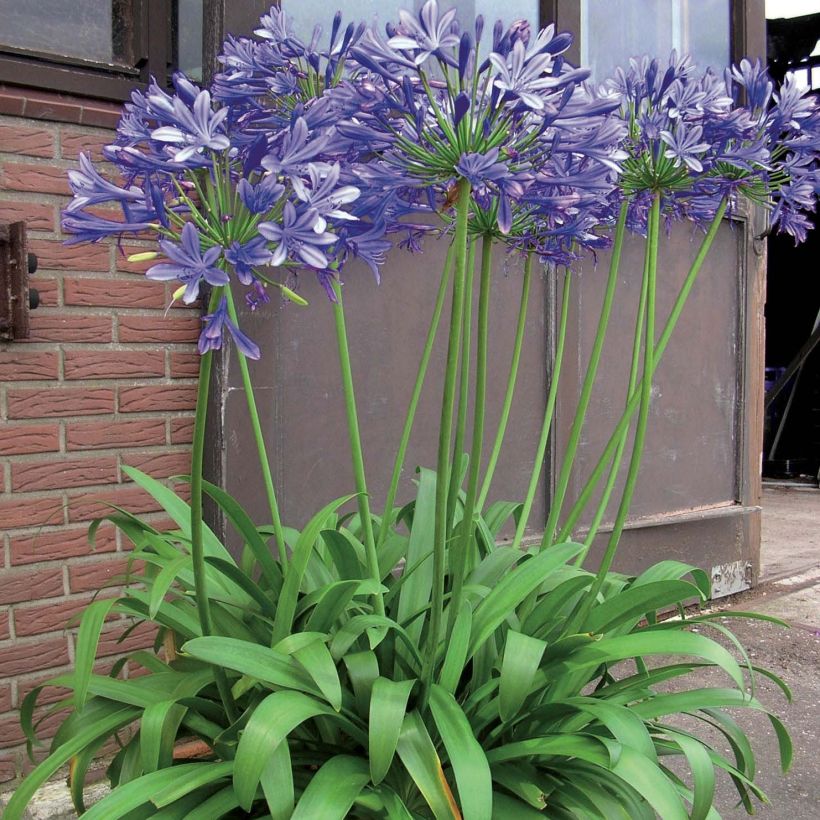 Agapanthus Blue Giant (Porto)