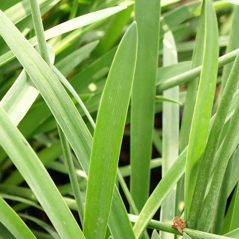 Agapanthus Bluestorm (Fogliame)