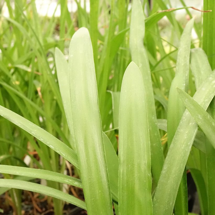 Agapanthus Fireworks (Fogliame)