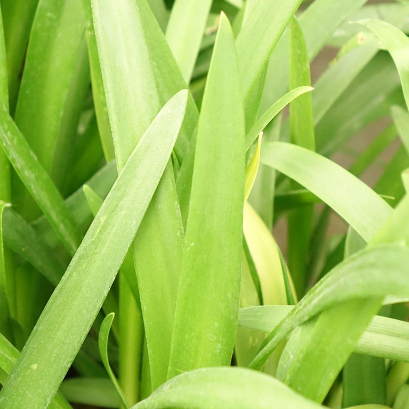 Agapanthus Three Sisters Mix (Fogliame)