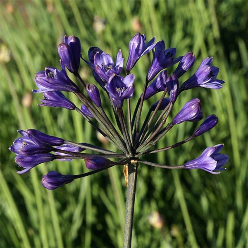 Agapanthus inapertus Intermedius (Fioritura)