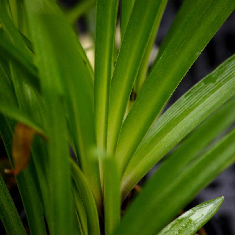 Agapanthus Headbourne Blue (Fogliame)