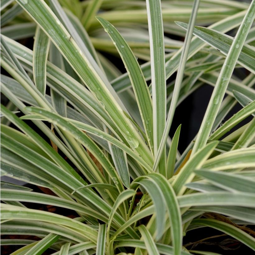 Agapanthus Tinkerbell (Fogliame)