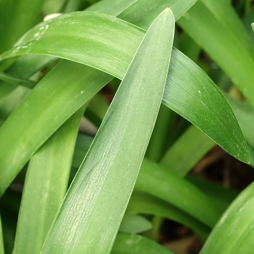 Agapanthus Phantom (Fogliame)