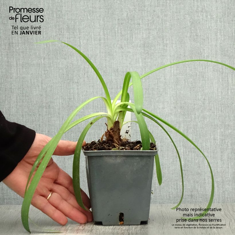 Agapanthe Phantom - pot de 1L/1.5L esemplare consegnato in inverno