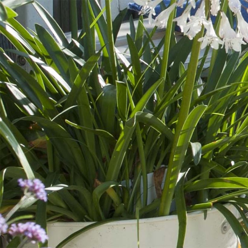 Agapanthus Polar Ice (Fogliame)