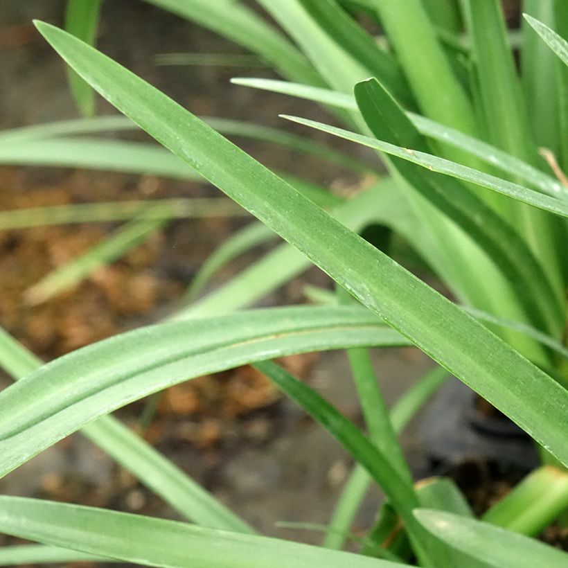 Agapanthus Royal Velvet (Fogliame)