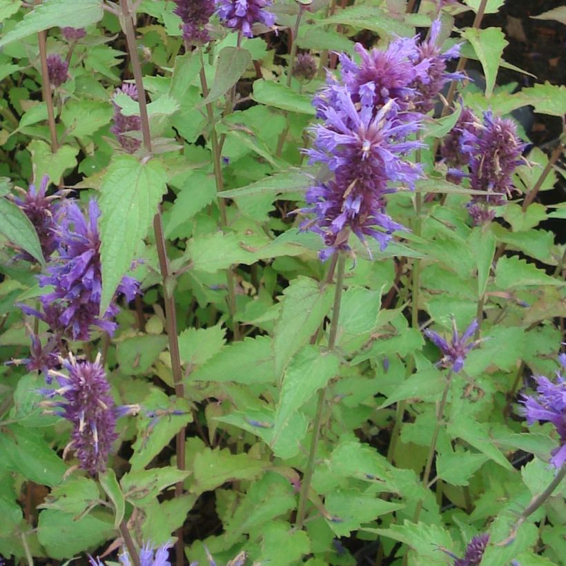 Agastache Blue Boa (Fogliame)