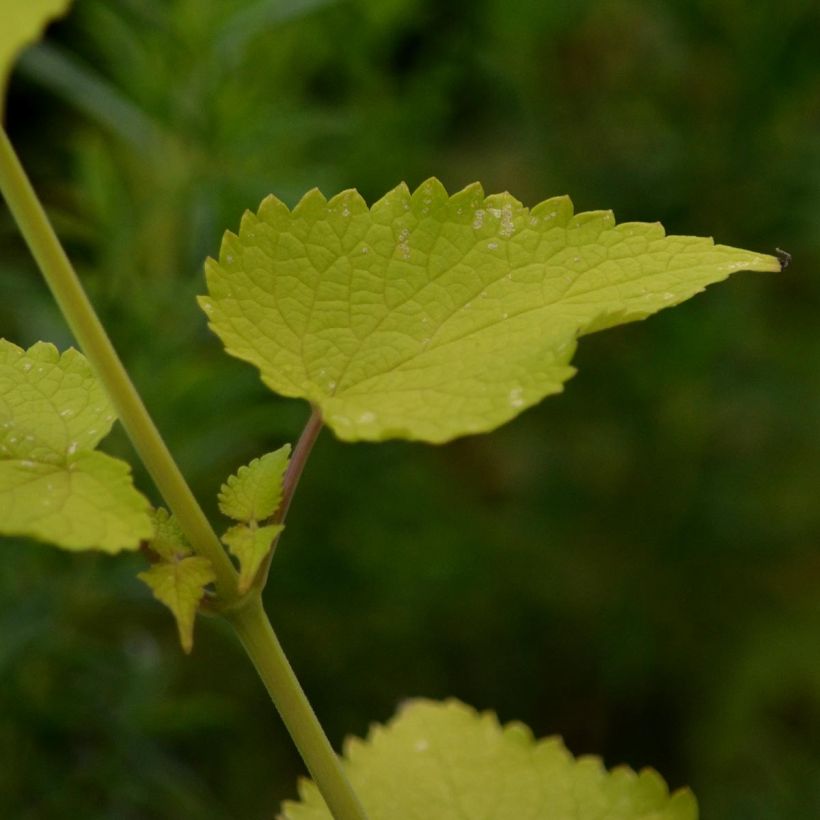 Agastache Golden Jubilee (Fogliame)