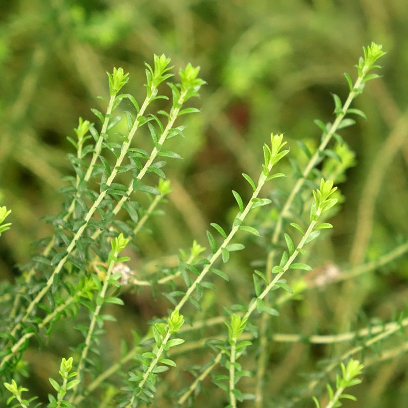 Agathosma capensis (Fogliame)