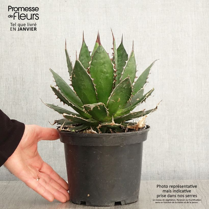 Agave horrida - Pot de 3L/4L esemplare consegnato in inverno