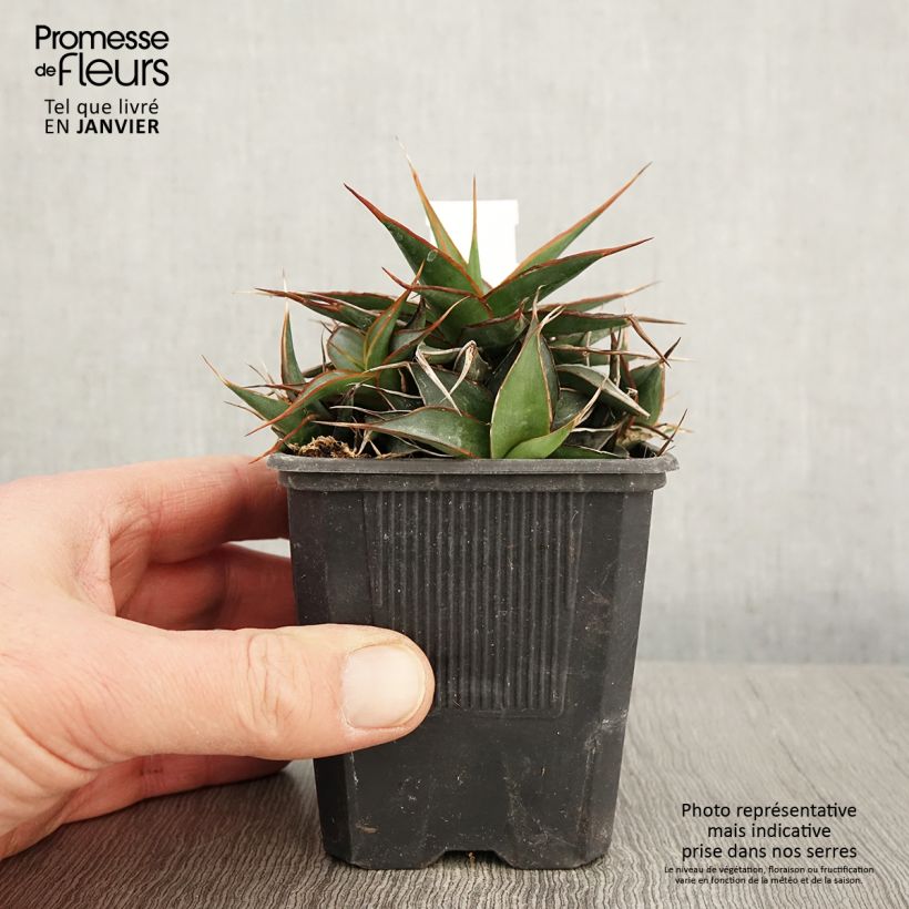 Agave impressa Impressive - Godet de 8/9 cm esemplare consegnato in inverno