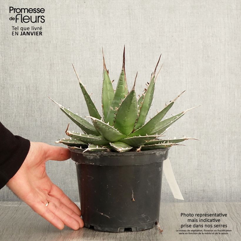 Agave kerchovei - Pot de 3L/4L esemplare consegnato in inverno