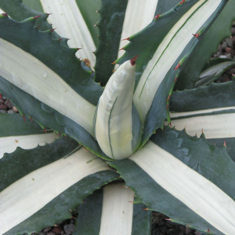 Agave americana mediopicta Alba (Fogliame)