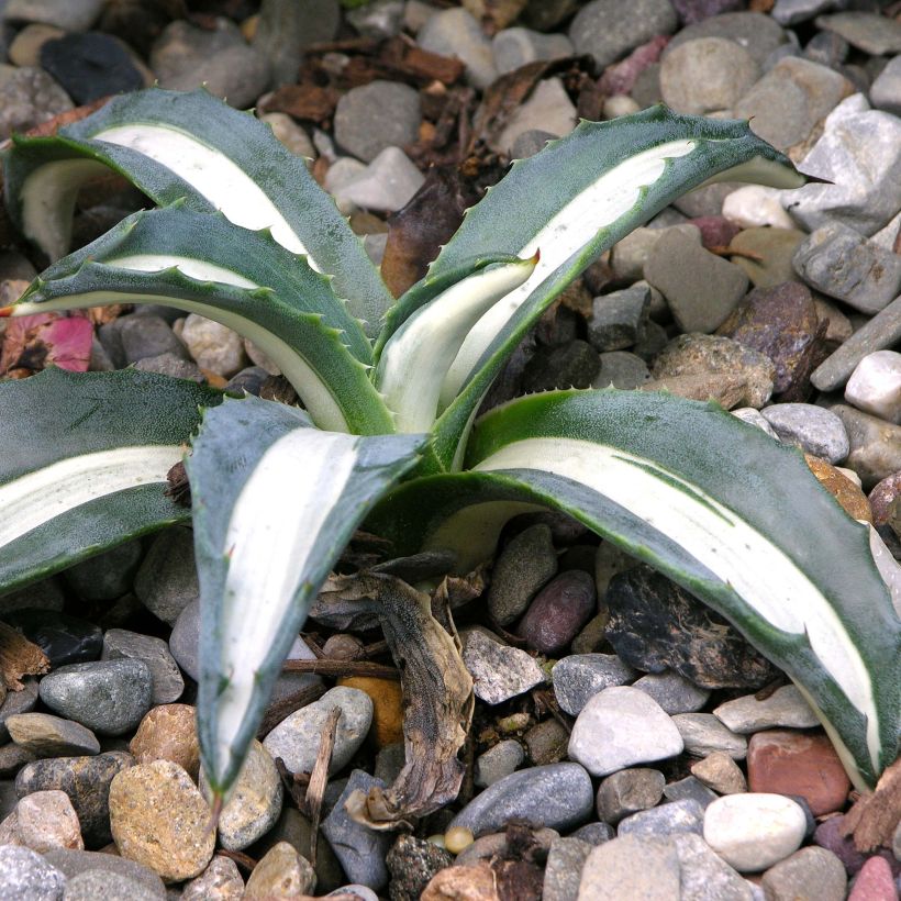 Agave americana mediopicta Alba (Porto)