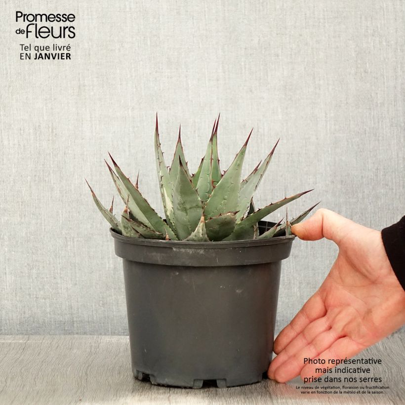 Agave parrasana - Agave chou - Pot de 3L/4L esemplare consegnato in inverno