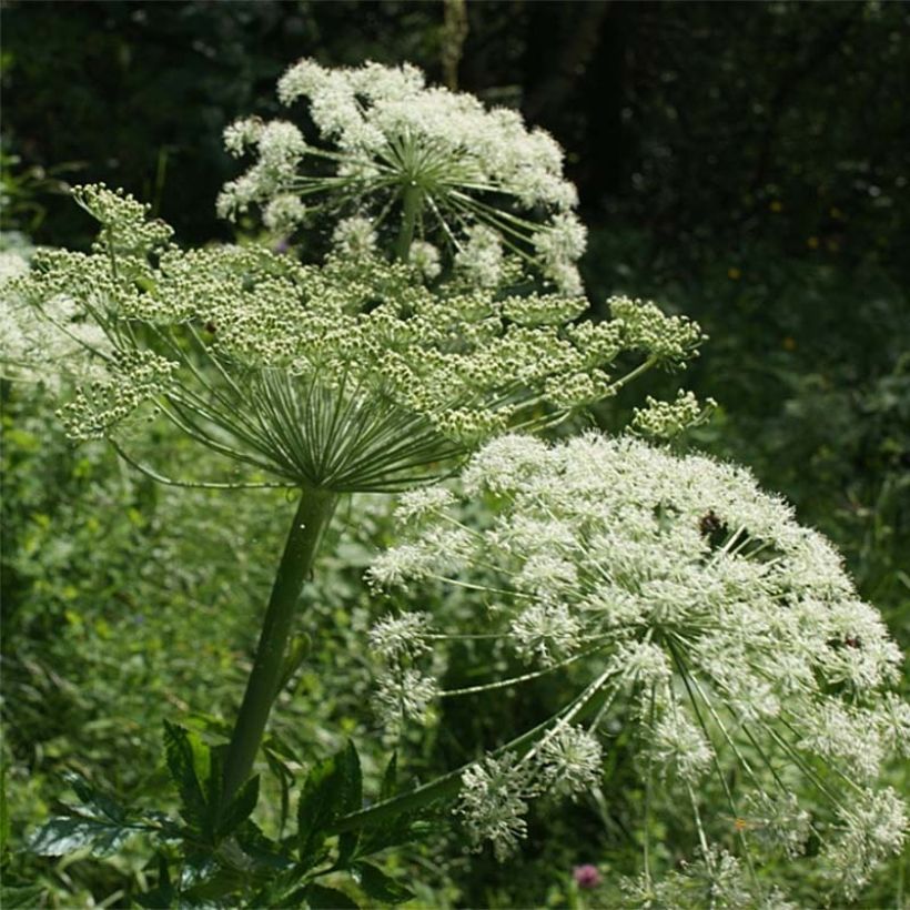 Peucedanum ostruthium Daphnis (Fioritura)