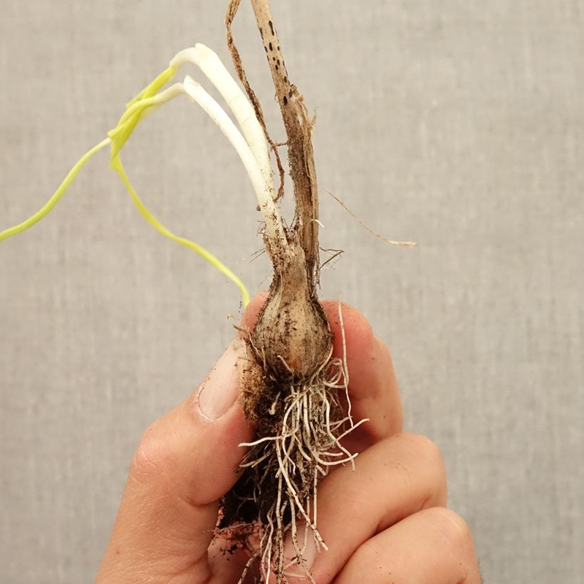 Esemplare di Ail d'ornement - Allium carinatum ssp pulchellum Album Bulbe come consegnato in autunno