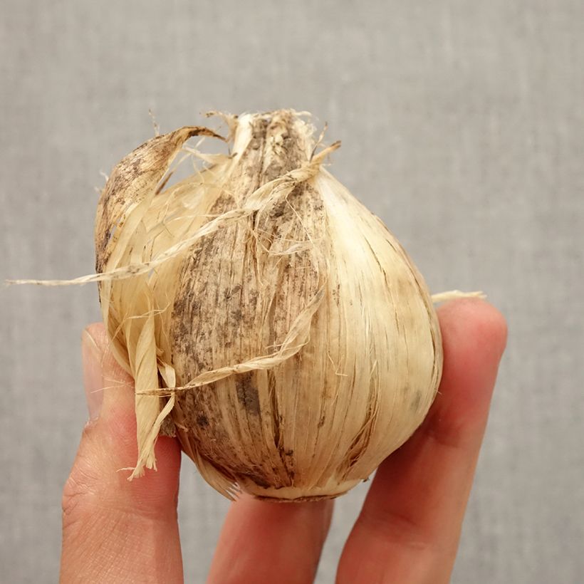 Esemplare di Ail d'ornement - Allium giganteum Bulbe come consegnato in autunno