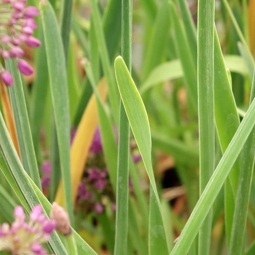 Allium Lavender Bubbles - Aglio ornamentale (Fogliame)