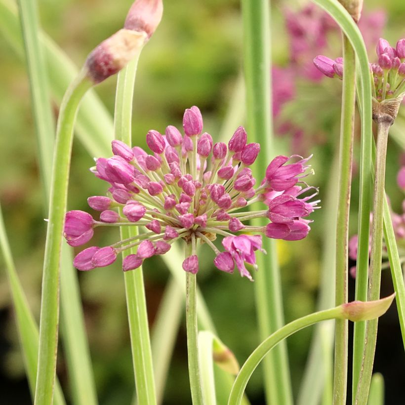 Allium Lavender Bubbles - Aglio ornamentale (Fioritura)