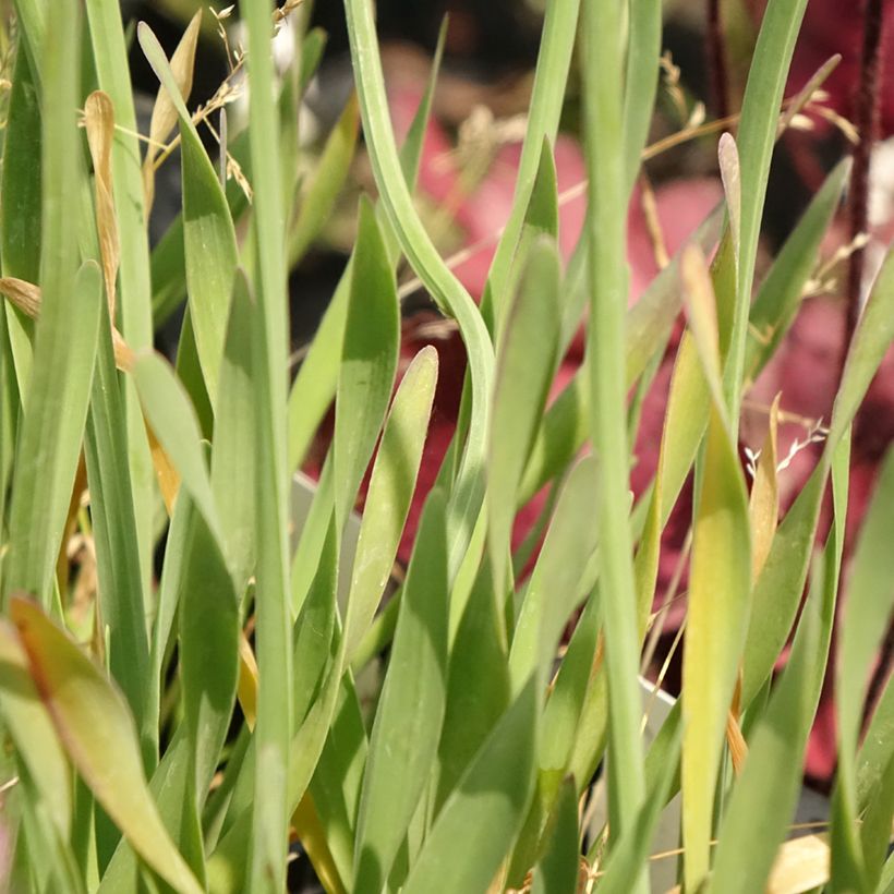 Allium Little Sapphire - Aglio ornamentale (Fogliame)